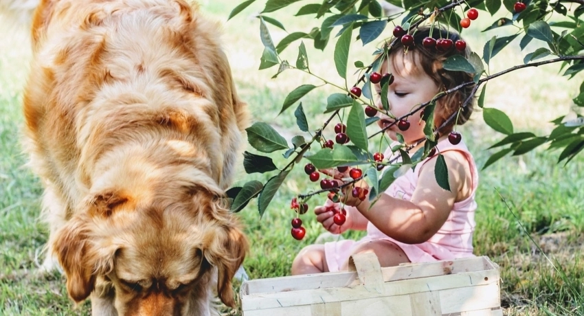 Kutyajó gyümölcsök?