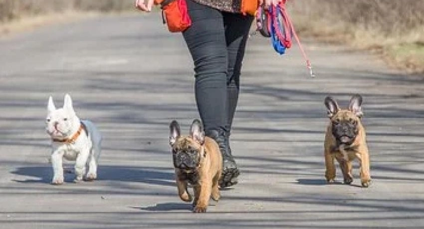 Kutyasétáltatás kezdőknek és haladóknak