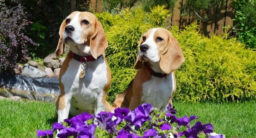 Kutya és a kert kapcsolata