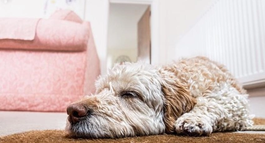 Paraziták és megoldások - Bolha