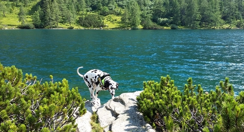 Szórakoztató tevékenységek kutyával a nyárra