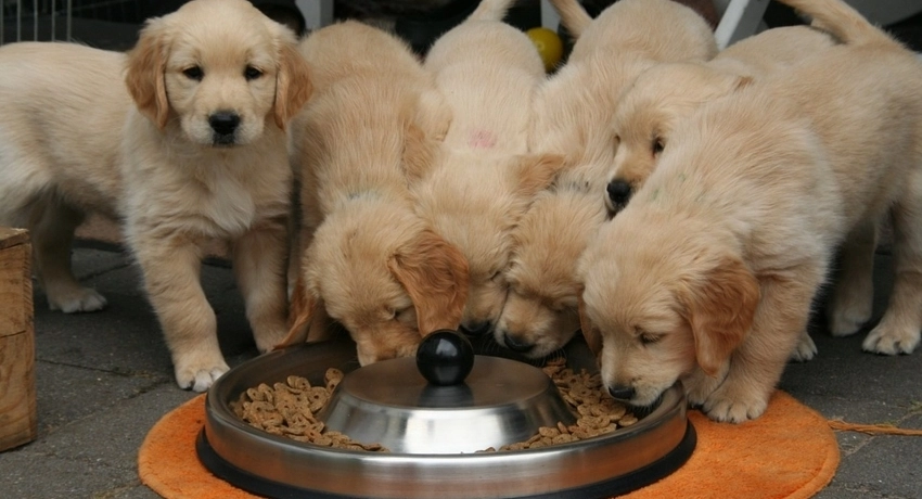 A kutyaeledel fontossága – 2. rész