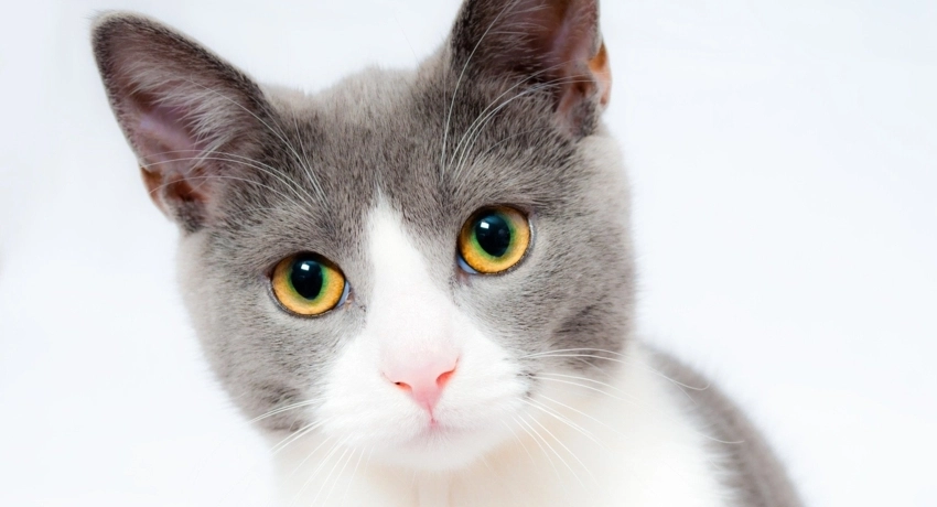 Vitaminpótlás a cicáknak