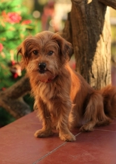 Szőr, szőr, mindenhol szőr