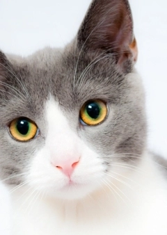 Vitaminpótlás a cicáknak